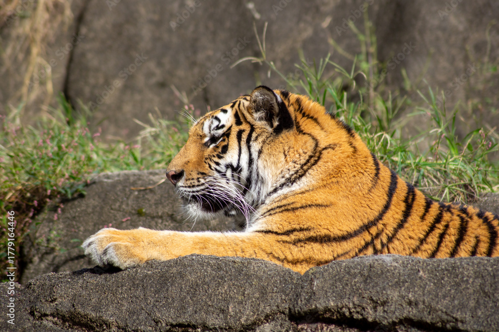 Naklejka premium 日向ぼっこで眠そうなトラ 穏やかな休息