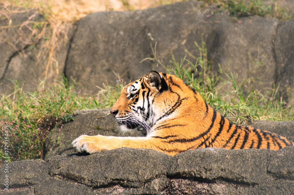 Obraz premium 日向ぼっこで眠そうなトラ 穏やかな休息