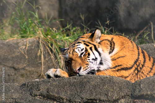 日向ぼっこで眠そうなトラ 穏やかな休息