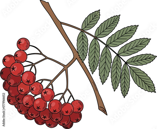 Realistic hand-drawn illustration of vibrant red rowan berries (Sorbus) with green leaves and a branch, perfect for autumn design