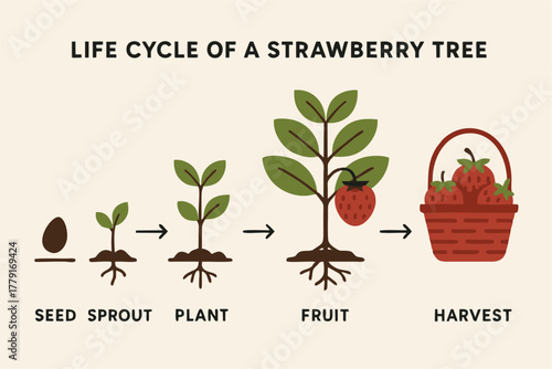 A detailed educational illustration showing the life cycle of a strawberry plant, including sprout, young plant, flowering stage, fruit development, and harvest.