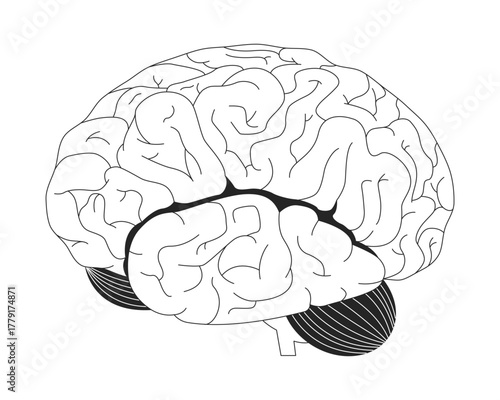 Human brain lateral view outline illustration. Internal organ. Cognitive function. Cerebral folds, lobes and cerebellum anatomy 2D line object isolated on white. Monochrome vector ink linear image