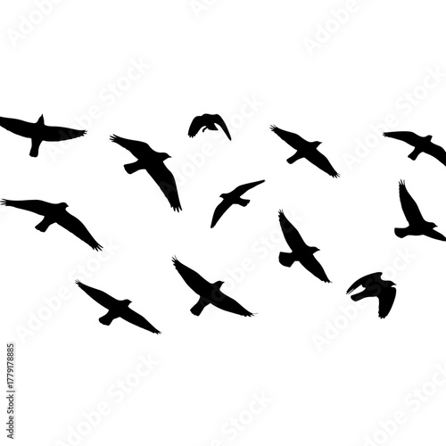 Minimalist vector graphic featuring a flock of black bird silhouettes in dynamic flight, isolated on white background.