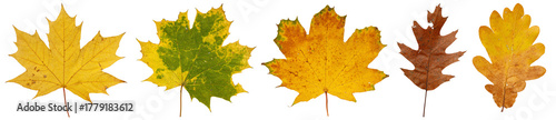 Collection of Colorful Autumn Leaves with Vibrant Colors on Isolated Background