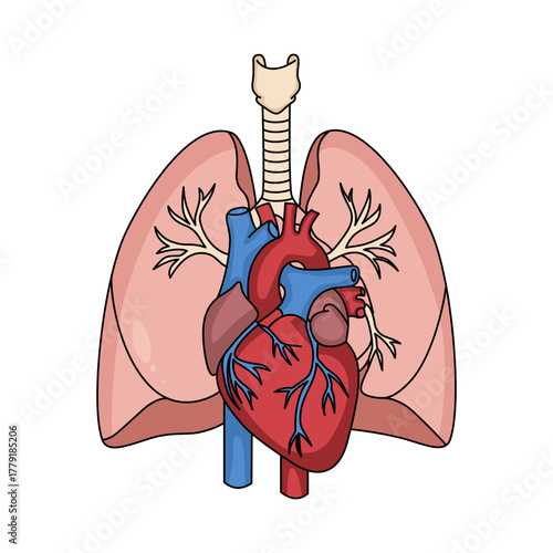 Detailed human heart and lungs anatomical illustration, showing the full cardiopulmonary system, ideal for medical, biological, and healthcare education