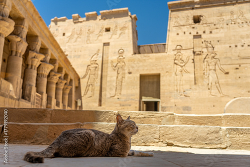 Philae Temple courtyard with cat in sunlight, Aswan, Egypt