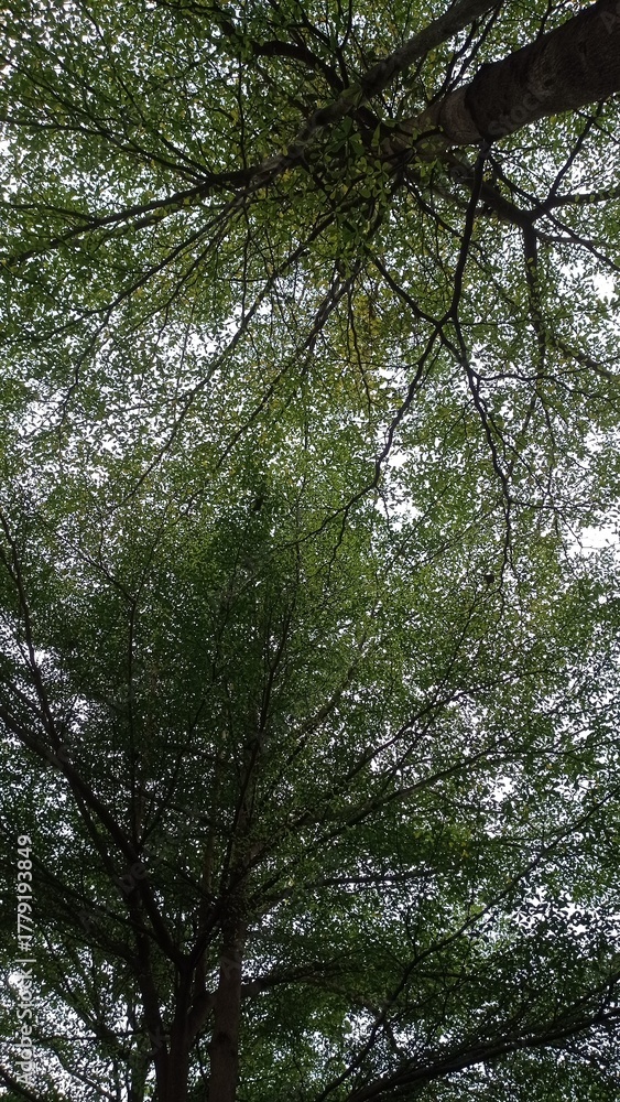 Fototapeta premium trees in the forest