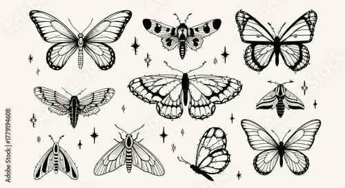 Elegant Collection of Butterflies and Moths A Detailed Vector Illustration Set for Design