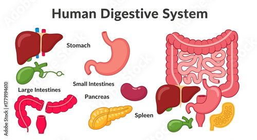Diagram of the Human Digestive System, Illustrating Organs and Their Functions