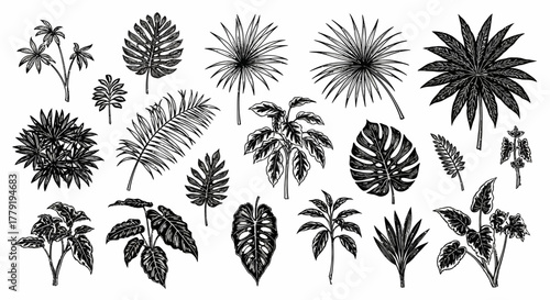 Tropical Plant Variety Botanical Illustration Collection