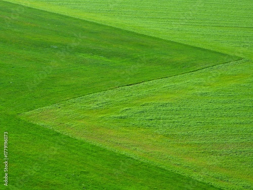 敷きつめられた芝