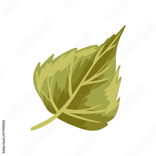 Green birch or aspen leaf with visible veins. Vector hand drawn cartoon illustration for eco packaging, botanical design, summer or autumn decor, sticker