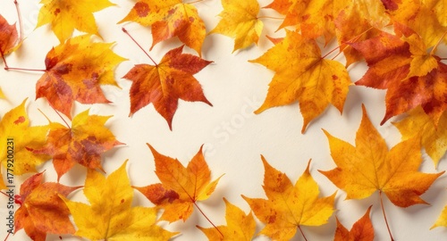 Vibrant, colorful maple leaves in shades of yellow, orange, and red, scattered