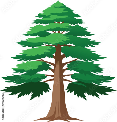Cedar tree