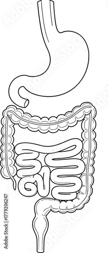 Human intestine and digest system anatomy diagram drawing vector digest icon