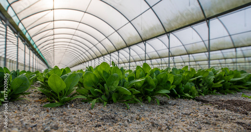 Culture de mâche sous serre