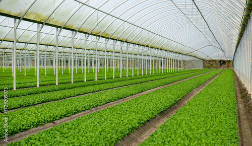 Culture de mâche sous serre