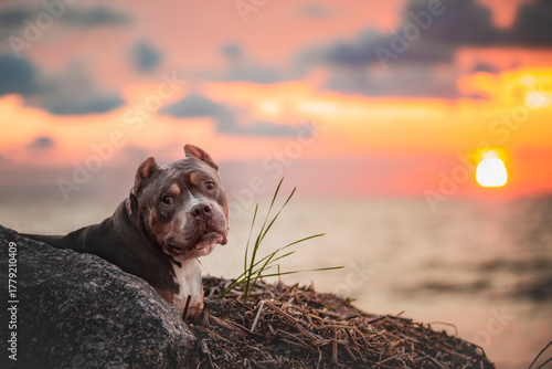 A dog is photographed against the background of a sunset.
