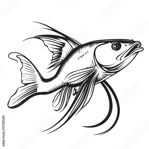 catfish vector illustration