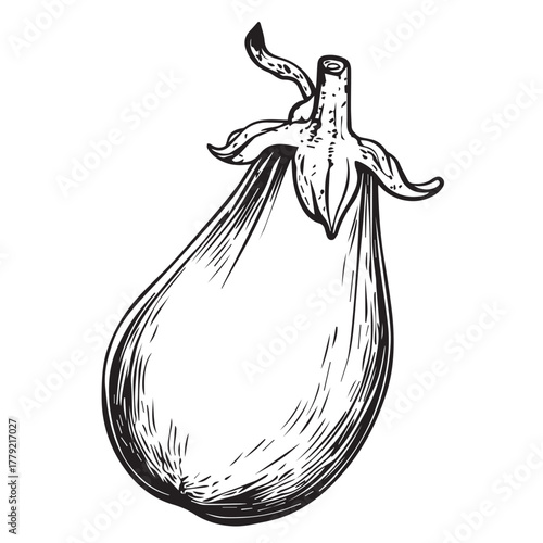 hand drawn vector illustration of an eggplant