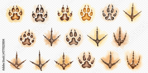 Collection of various animal paw prints and bird tracks, showing different shapes and sizes on a transparent background.