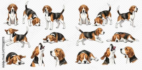 Set of adorable beagle dog illustrations in diverse playful and calm poses on a transparent background.