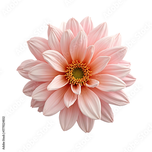 Pink Flower Blooming with Soft Petals and Bright Center in Natural Light