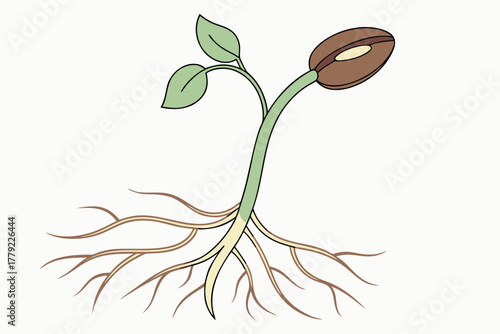 Illustration of a bean sprout seed in the germination process