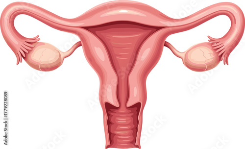 Cartoon female reproductive system with uterus, ovaries, and fallopian tubes, vector illustration for anatomy education and health science concept