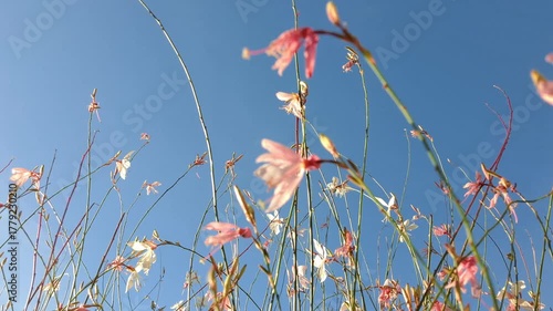 The Delicate Beauty of Autumn. Airy pink and white flowers on thin stems sway against a perfect sunny sky, symbolizing lightness and peace.