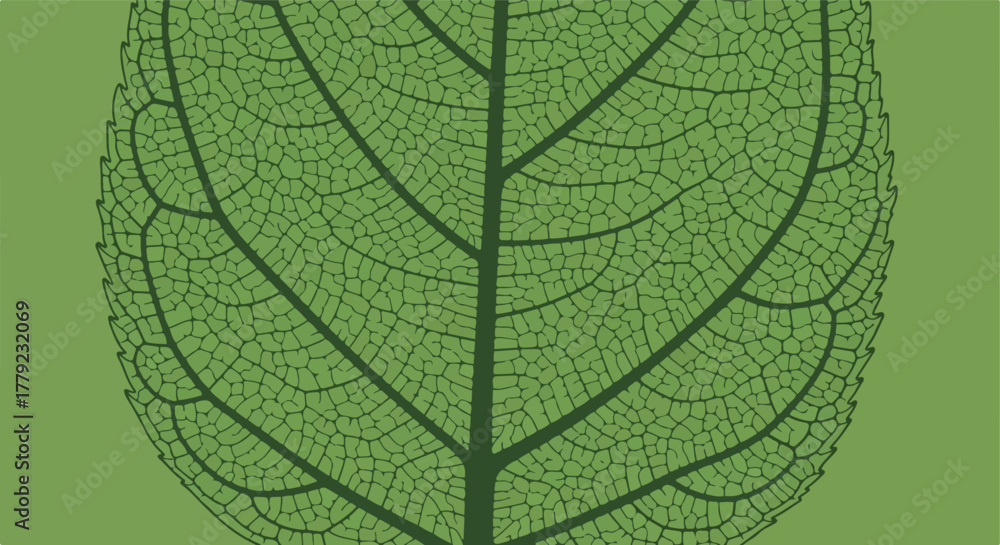 Obraz premium Green leaf detailed texture, illustration