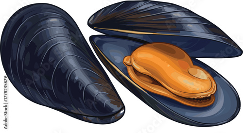 Cartoon mussel shell and anatomy with open and closed views, vector illustration for seafood, marine biology, and culinary concept
