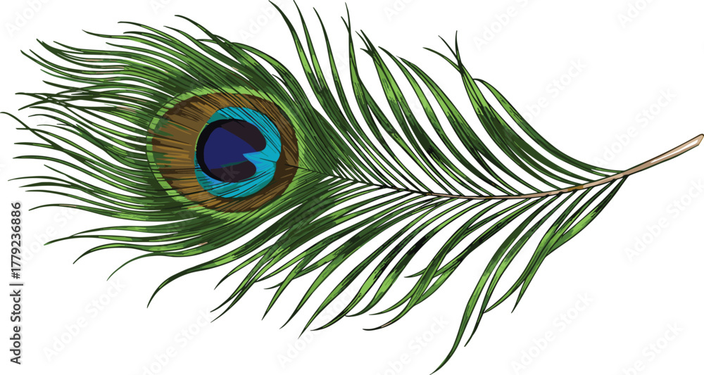 Fototapeta premium Cartoon peacock feather with vibrant eye pattern and fine barbs, vector illustration for nature, elegance, and cultural symbolism concept
