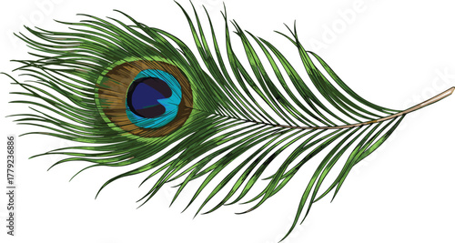 Cartoon peacock feather with vibrant eye pattern and fine barbs, vector illustration for nature, elegance, and cultural symbolism concept