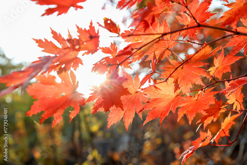 red maple leaves in sunlight