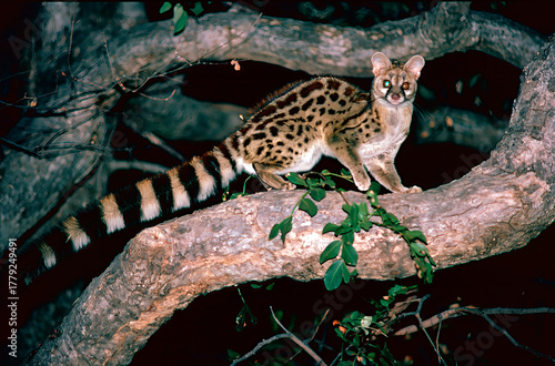 Genet on a tree
