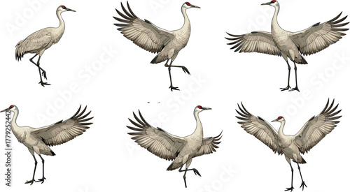 Cartoon sandhill crane set in various poses with wings spread and walking stances, vector illustration for bird anatomy and nature concept
