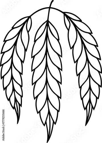 willow leaf outline vector for botanical and decorative design