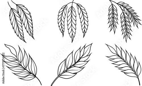 Set of willow leaf outline vector for botanical and decorative design