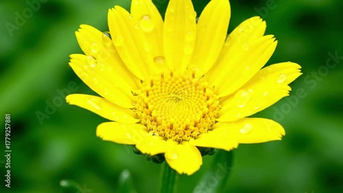 Observe the delicate unfurling of a vibrant blossom, capturing the intricate dance of petals as they slowly open to the morning light. Time lapse, macro close up