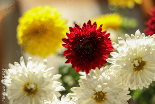 bouquet of garden chrysanthemums backlit from behind