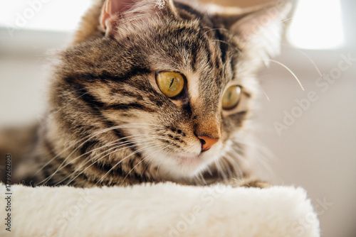 Portrait of a striped domestic cat. Close-up of a cat's face.