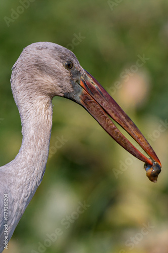 close up of a  stork