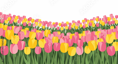 Beautiful tulip field features vibrant pink and yellow flowers under bright light. Tulip field blossoms create floral pattern. Concept tulip field background for spring season, Easter holiday cards,