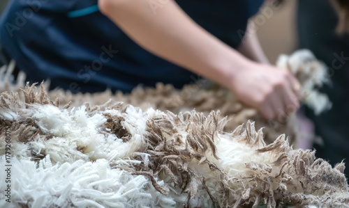 Freshly shorn raw wool handled after sheep shearing in Australia, part of the natural fiber industry