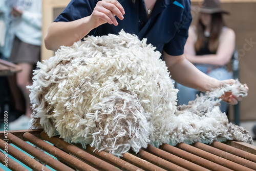 Freshly shorn raw wool handled after sheep shearing in Australia, part of the natural fiber industry