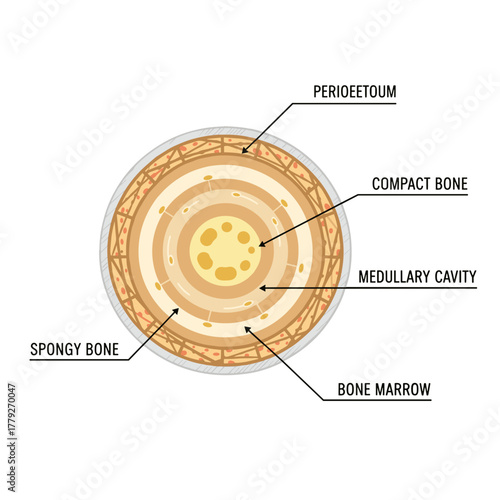 Cross section of a long bone showing layers of periosteum compact bone medullary cavity spongy bone and bone marrow with labels in a clean white background illustration