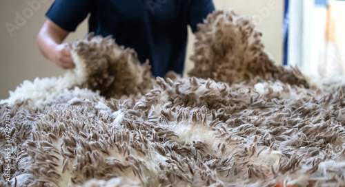 Freshly shorn raw wool handled after sheep shearing in Australia, part of the natural fiber industry