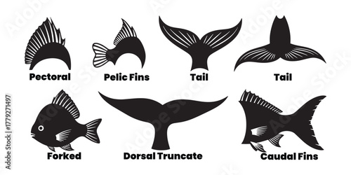 Nautical Shell Vector Collection - Marine Pattern Design Set