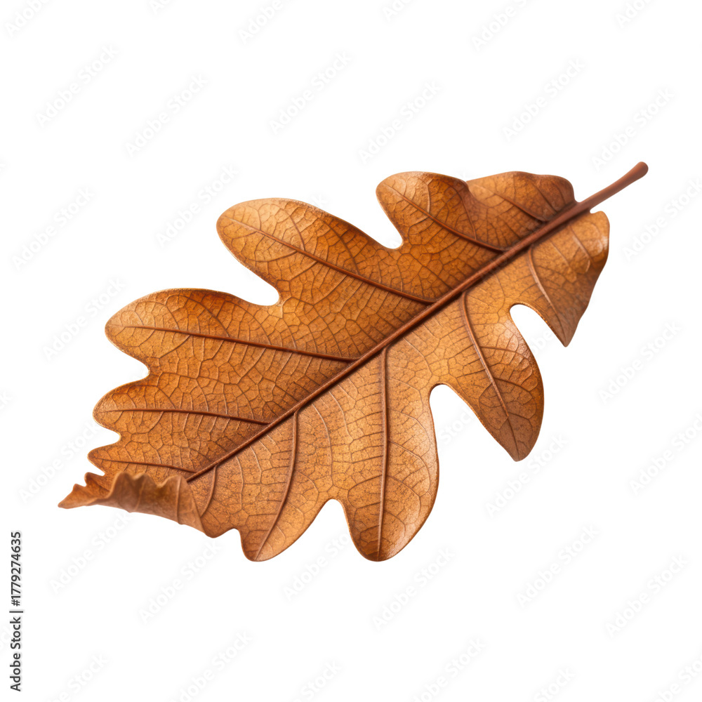 Obraz premium Detailed autumn oak leaf with textured veins on transparent background